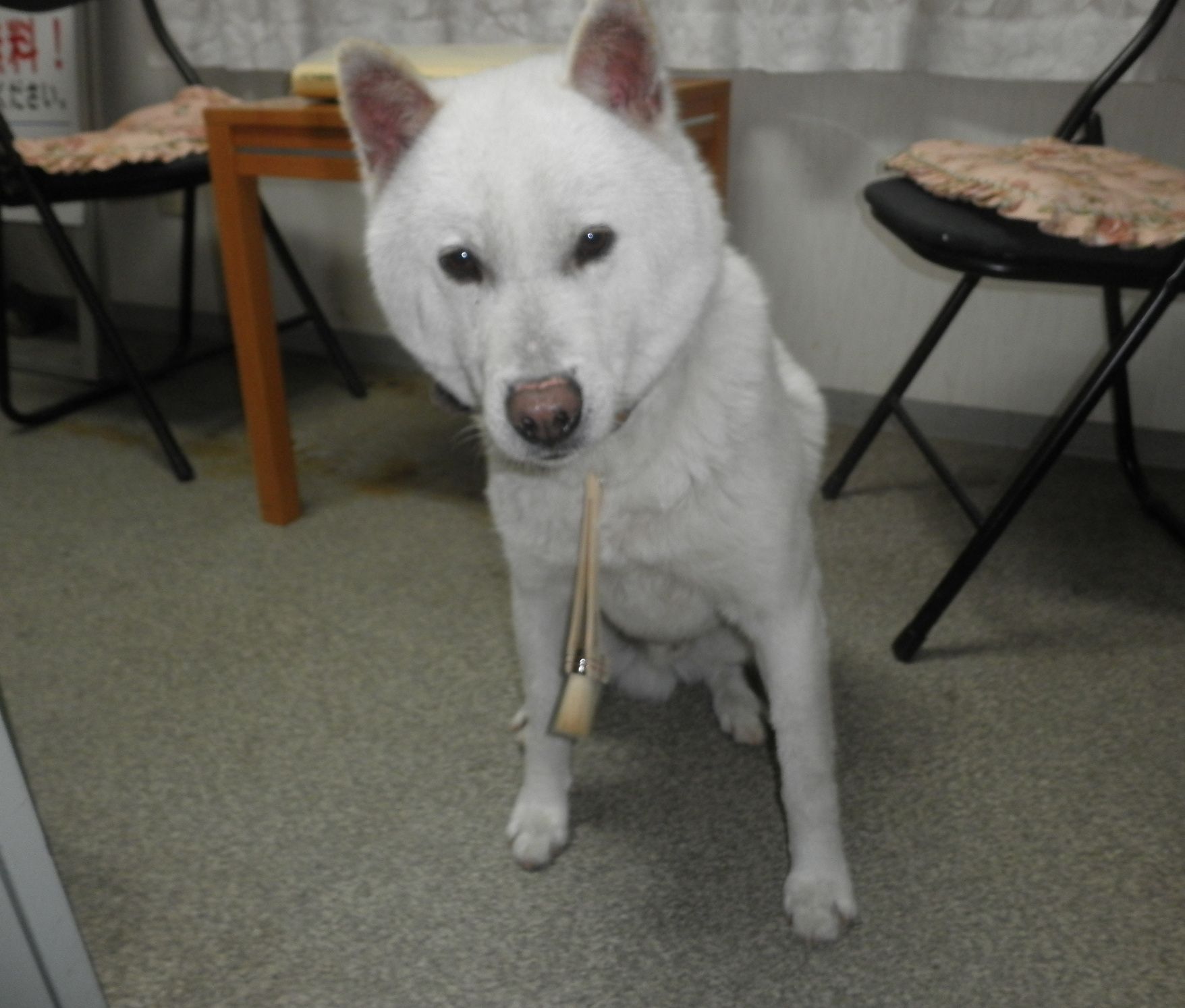 シロ　紀州犬二代目。